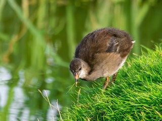 Young Coot, chick. Foraging for food on the riverbank. Eurasian coot swimming on a pond an feeding...