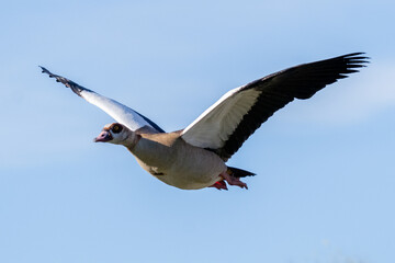 Ganso del Nilo volando con alas extendidas sobre cielo azul despejado en un entorno natural