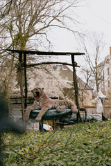 toy tiger lies on a park bench. The bench is surrounded by trees and grass. a big stuffed toy on the street.