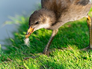 Young Coot, chick. Foraging for food on the riverbank. Eurasian coot swimming on a pond an feeding with grass.