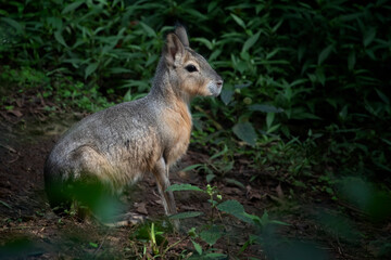 The Patagonian mara also known as Dolichotis patagonum, Patagonian Mara - Dolichotis patagonum, beautiful large American rodent from open habitats of Argentina