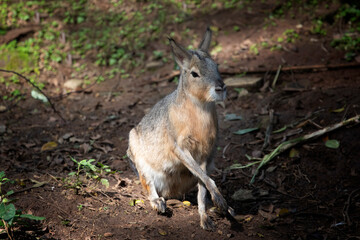 The Patagonian mara also known as Dolichotis patagonum, Patagonian Mara - Dolichotis patagonum, beautiful large American rodent from open habitats of Argentina
