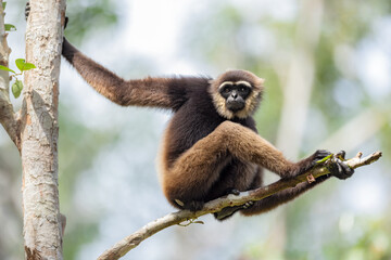 Gibbon sitting on branch at Tanjung Puting National Park, Borneo,