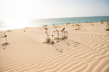 desert at the ocean 