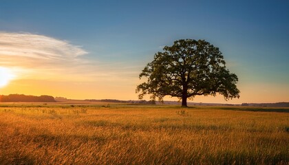 Fototapeta premium spacious open field with a solitary oak tree golden hour lighting adding warmth and tranquility to the scene