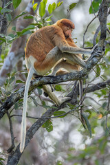 Proboscis Monkey with baby at Tanjung Puting National Park, Borneo, Jakarta, Indonesia
