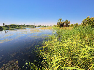 Panoramic landscape view across large river in africa with grass reeds and palm trees