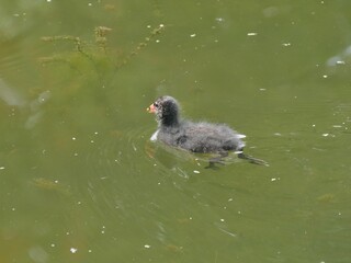 Küken eines Blesshuhns schwimmt im Wasser