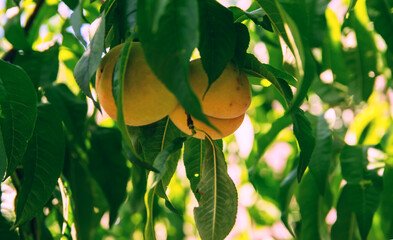Peaches ripen under the leaves - home harvest.