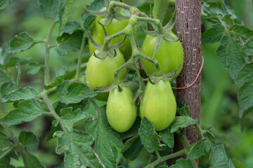 Green, unripe, oval-shaped tomatoes hang on a branch, surrounded by lush leaves, indicating their growth. The photo demonstrates the plant's life cycle and the anticipation of a future harvest in the 