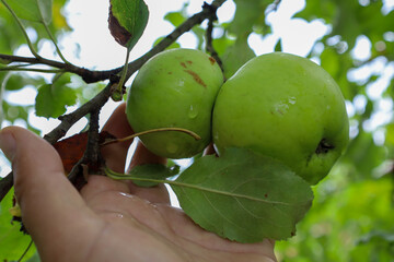 A hand gently holds two green, unripe apples on a branch, covered with drops of dew or rain. This reflects the natural beauty of the garden and the process of fruit growth.