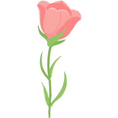 Delicate Chicory Line Drawing Faded Effect