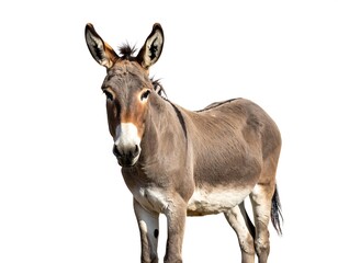 Fototapeta premium A donkey in profile view