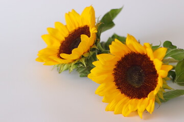 Obraz premium Two bright yellow sunflowers with dark brown centers and green leaves rest on a light surface
