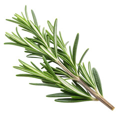 Fototapeta premium Fresh rosemary sprig isolated on black background