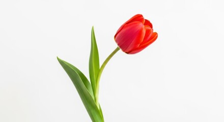 Fototapeta premium A single vibrant red tulip with green leaves, isolated on a plain white background, showcasing its delicate petals and elegant form