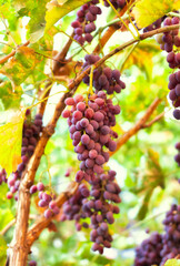 Purple grapes grown in the garden without the use of chemicals, 100% natural grapes, hang on the bushes until autumn.