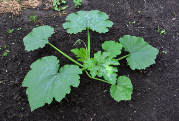 Young Zucchini Plant Growing in Soil top view