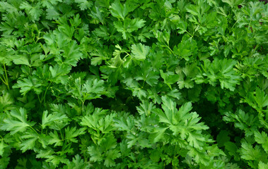 Fresh Parsley A Lush, Green Herb Garden close up