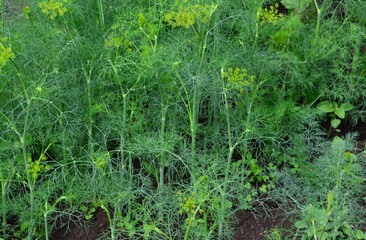 Lush Dill Herb Garden A Close-Up View of Green Dill Plants