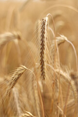 Rye ears close-up. Agricultural concept. Rye with selective focus. Harvesting concept. Field of...