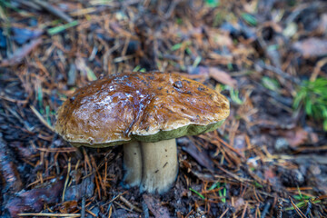 Penny bun, King bolete, Boletus edulis, Spain, Europe