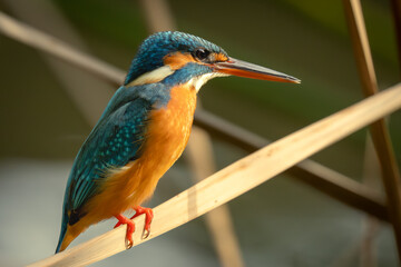 Common kingfisher