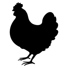 Vector silhouette of chicken. Rural bird. Isolated black poultry element