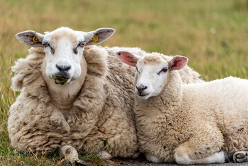 Fototapeta premium Zwei zusammengekauerte Schafe beim Faulenzen beobachten den Fotografen