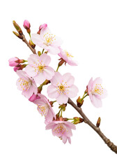 Delicate light pink cherry blossom branch with translucent petals, yellow stamens, and closed buds, angled on a pristine transparent studio background with copy space, captured with macro detail,