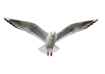 Obraz premium White seagull, white plumage, black-tipped wings, red beak, orange feet, mid-flight, wings extended, high-angle against transparent background, copy space, studio light, concept of freedom and natural