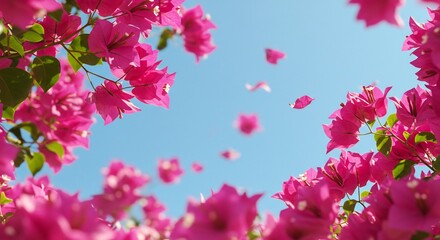 Pink Bougainvillea Flowers Against Blue Sky