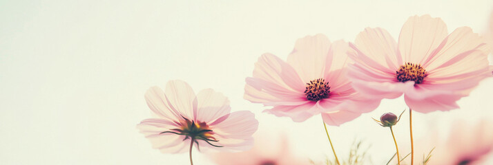 Pastel-colored cosmos flowers overlapping softly, ideal for poster, print, floral background