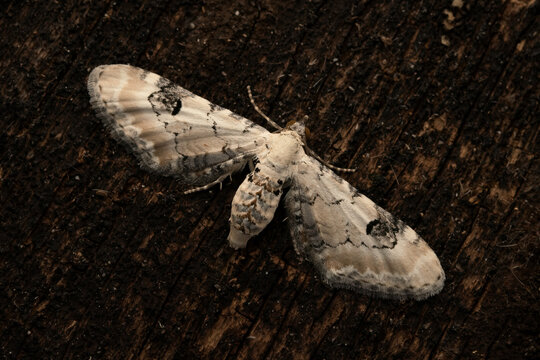Dorsal close-up of a Lime-speck Pug (Eupithecia centaureata), Belgium