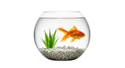 Goldfish swimming in round fishbowl with decorative rocks isolated PNG with Transparent Background