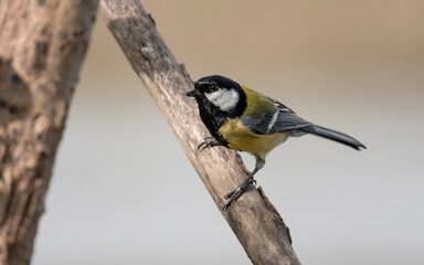 Fototapeta premium Kohlmeise