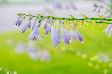 Light Purple Hosta Flowers with a Green Background and Water Droplet Bokeh