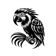 Fierce Black Macaw Parrot Perched on Branch.