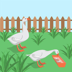 Rural courtyard with geese. Vector illustration of the village farm.