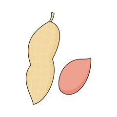 peanuts. fruit theme. agriculture. harvest. vector illustration