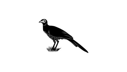 Bornean Ground-Cuckoo, black isolated silhouette