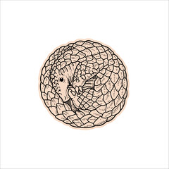 pangolin hand drawn illustration artwork