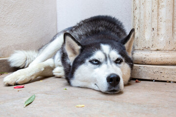 A husky dog is comfortably laying down on the floor right next to a column
