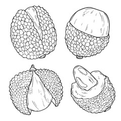 Lychee fruit isolated on white background. Hand drawn vector sketch illustration ink. Tropical fruit design, package, asian tree