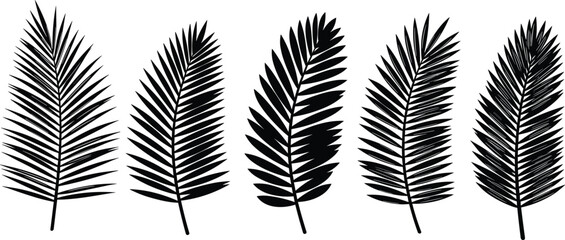 Palm leaves silhouette, tropical leaf vector set, botanical elements for design, black isolated foliage, nature-inspired decoration, summer exotic graphic illustration collection