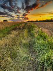 Golden wheat field at sunset, glowing in warm evening light. Serene rural landscape with rich textures, vibrant colors, and a peaceful summer atmosphere. 