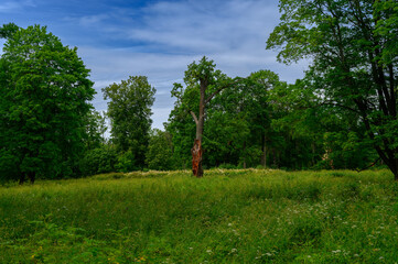 trees in the park