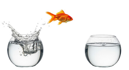 Goldfish jumping from one fishbowl to another isolated PNG with Transparent Background