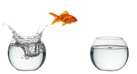 Goldfish jumping from one fishbowl to another isolated PNG with Transparent Background