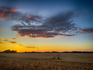Golden wheat field at sunset, glowing in warm evening light. Serene rural landscape with rich textures, vibrant colors, and a peaceful summer atmosphere. 
